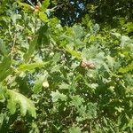 Quercus robur Gyümölcs