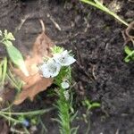 Echium italicumFlower