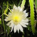 Selenicereus setaceus Cvet