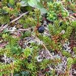 Empetrum nigrum Fruto