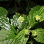 Hyptis brevipes Hoja