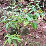 Dianthera secunda Habitus