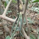 Angylocalyx talbotii Bark