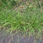 Carex divulsa Habit