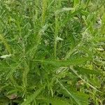 Cirsium discolor Hoja