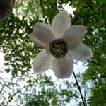 Anemonopsis macrophylla Flower