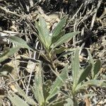 Eriodictyon crassifolium Hoja