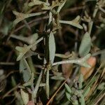 Atriplex pedunculata Habitatea