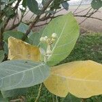 Calotropis giganteaBloem