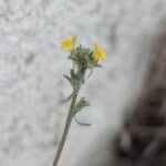 Linaria simplex Flower