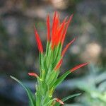 Castilleja minor Blomst