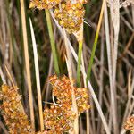 Juncus acutus Плод