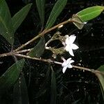 Psychotria montrouzieri Квітка