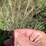 Bothriochloa bladhii 果實