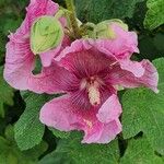 Alcea setosa 整株植物