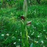 Serapias lingua Flor
