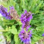 Salvia verticillataFlower