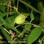 Carya cordiformis Plod