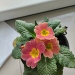 Primula vulgaris Цвят