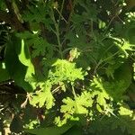 Pelargonium citronellum Blad