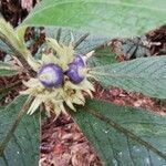Psychotria vieillardii फल
