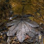 Cecropia schreberiana Hoja