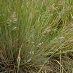 Festuca valesiaca অভ্যাস