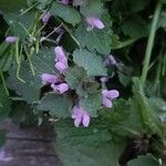 Lamium hybridumCvet