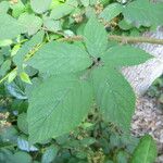 Rubus praticolor Outro