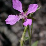 Clarkia rhomboidea Flower