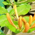 Lonicera flava Flower