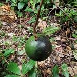 Strychnos aculeata Fruto