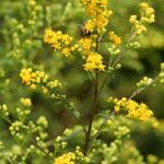 Solidago uliginosa Цвят