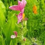 Salvia viridis Blomma