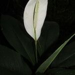 Spathiphyllum wendlandii 花