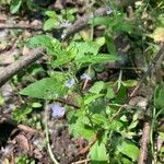 Veronica americana Blad