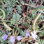 Astragalus austriacus Fruit