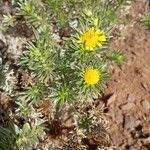 Asteriscus graveolens Blüte