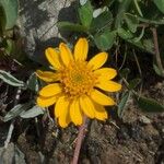 Jacobaea uniflora Flower