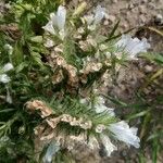 Echium italicum Flower
