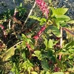 Phytolacca bogotensis Flor