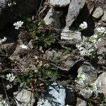 Hornungia alpina Pokrój