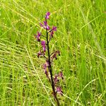 Anacamptis laxiflora Flor