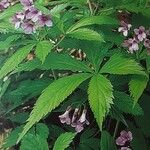 Cardamine pentaphyllos Foglia