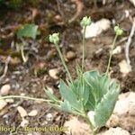 Ranunculus hybridus 形態