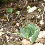 Ranunculus hybridus 形态