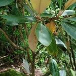 Rhododendron rex Leaf