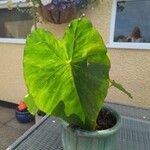 Colocasia esculentaFeuille