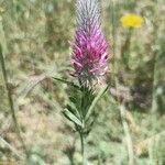 Trifolium purpureumKvět