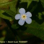 Hackelia deflexa Blüte